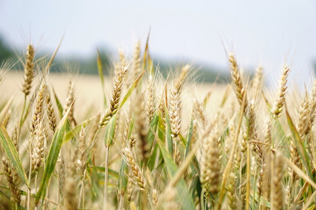 pexels photo 265216 Close-up of a wheat field under a bright summer sky, perfect for agriculture and landscape themes.