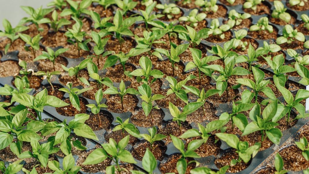 Close-up view of young green seedlings thriving in soil-filled nursery trays outdoors.